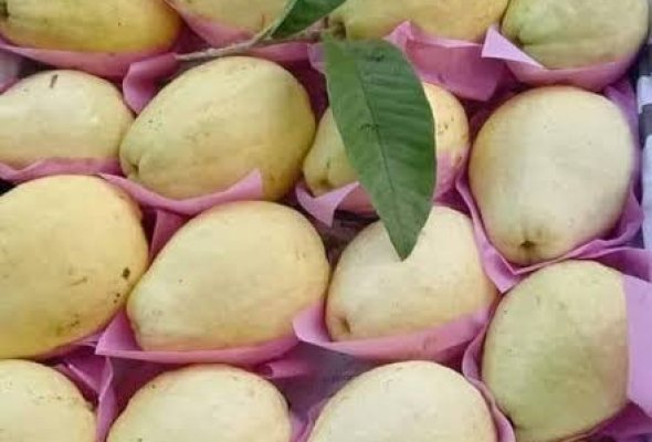 جوافة