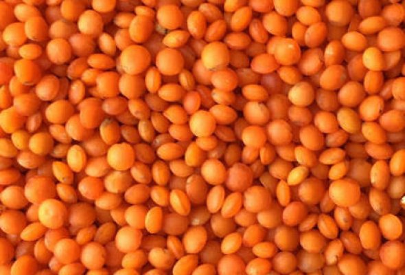 عدس ( اصفر )