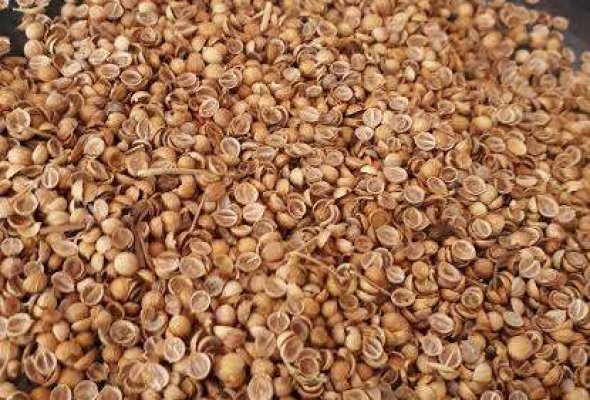 كسبرة نصف دشة