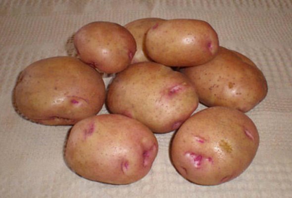 بطاطس نقط حمراء