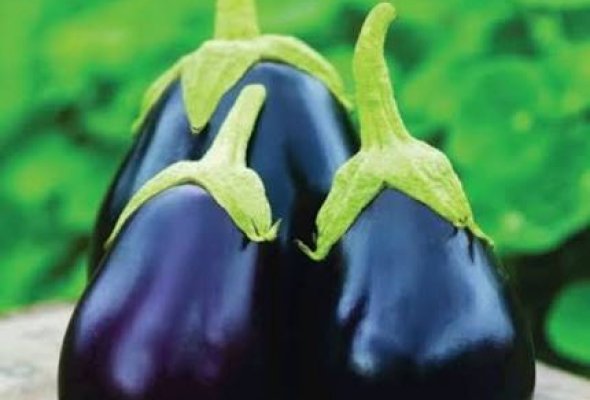 باذنجان رومي